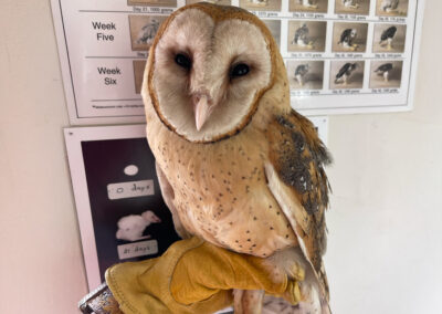 tpd wildlife rehabilitation owl
